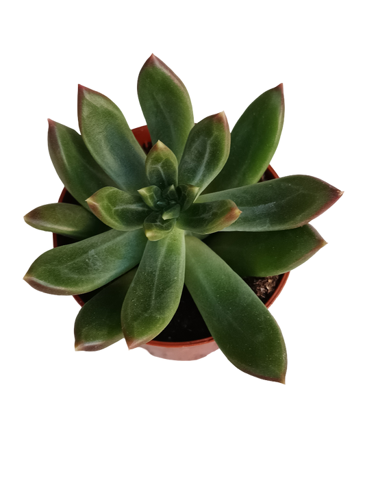 Pachyphitum Compactum Planta Suculenta Ø5_0