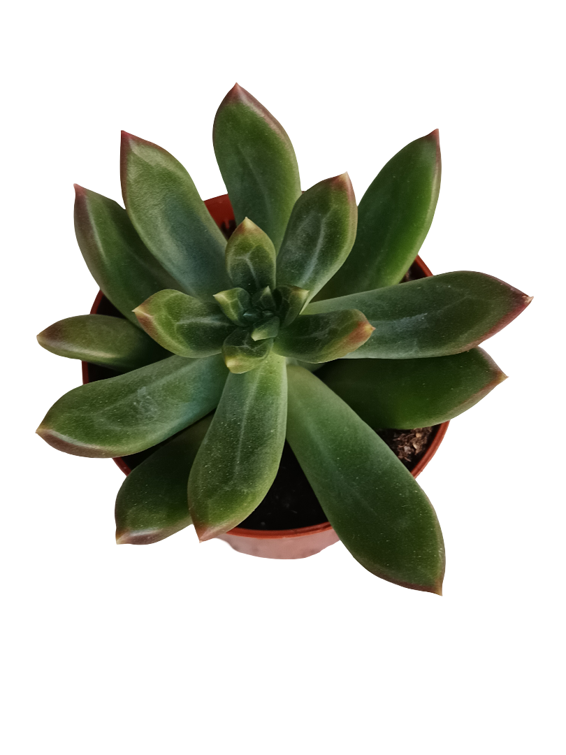 Pachyphitum Compactum Planta Suculenta Ø5_0