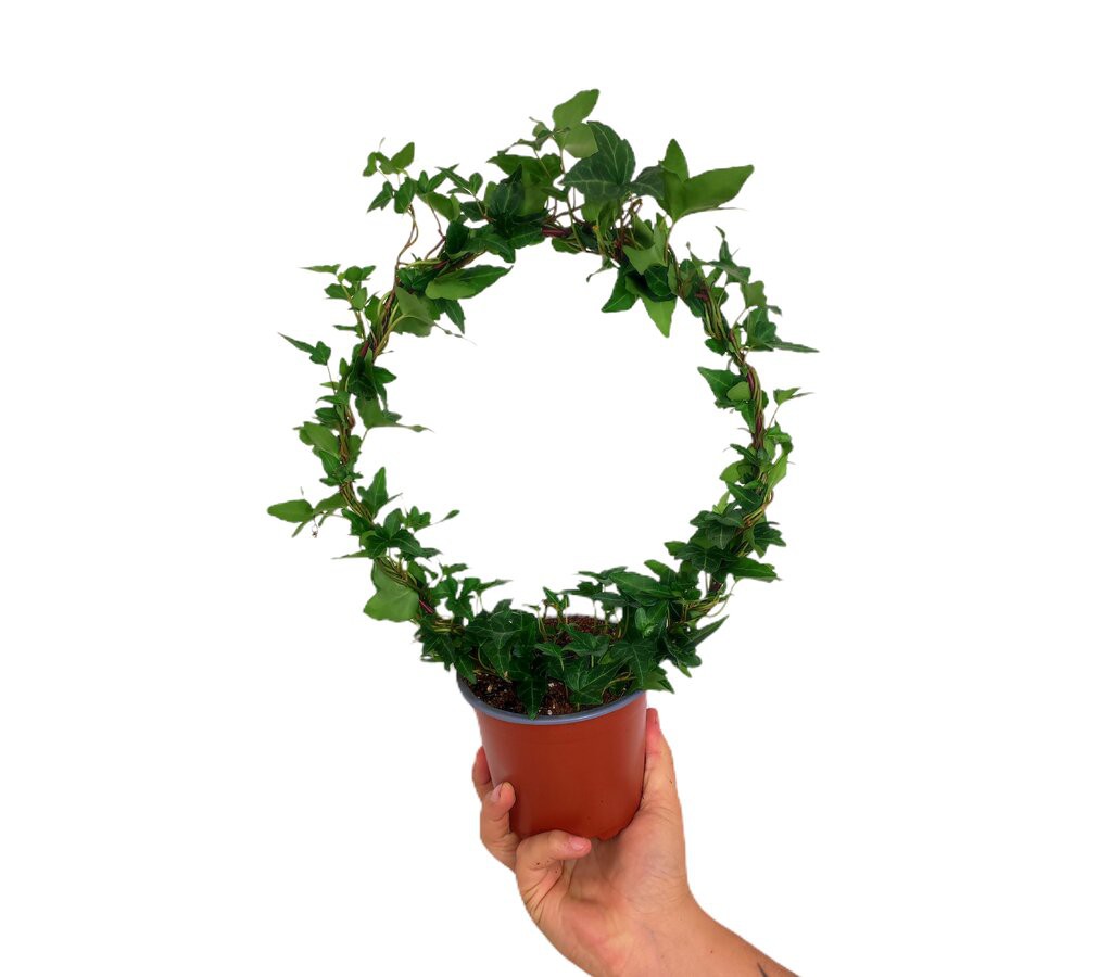 Hedera Helix Arco M12_0