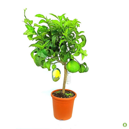 Pomelo Rosa M20 90cm_0