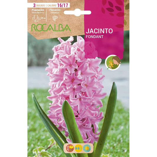 Bulbo de Jacinto Rosa Fondante 3 peças Rocalba