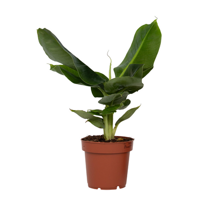 Plátano Enano - Musa 'oriental Dwarf' - Altura 25-40cm - ⌀12cm_0