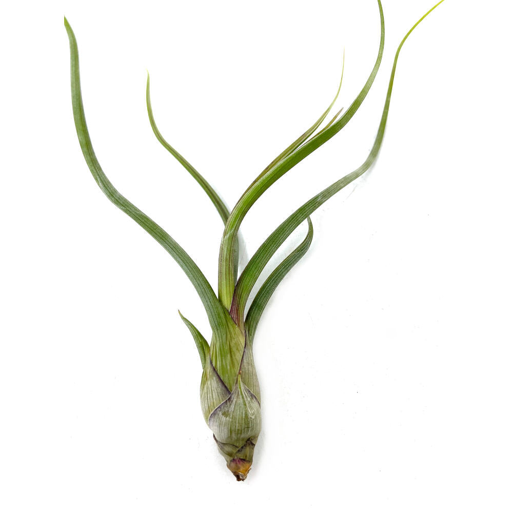 Tillandsia Pseudobailei 20cm Alto X 13cm Ancho_3