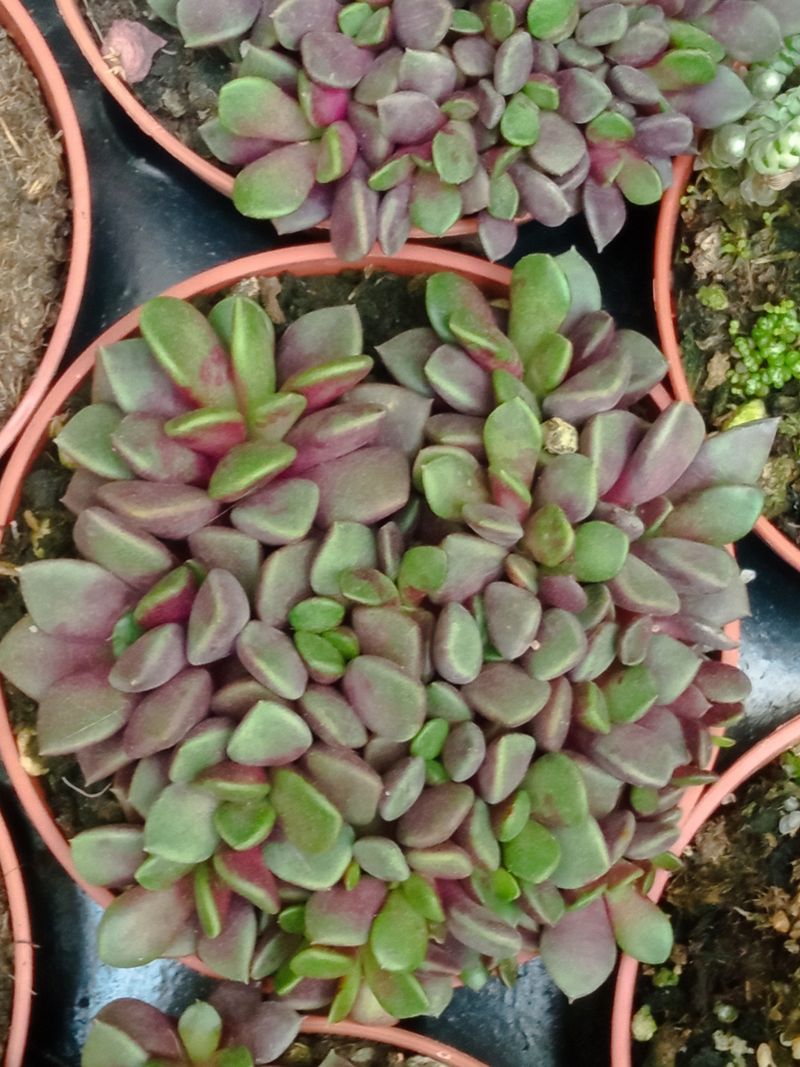 Anacampseros Rojo Red Passion Planta Suculenta Ø8_0