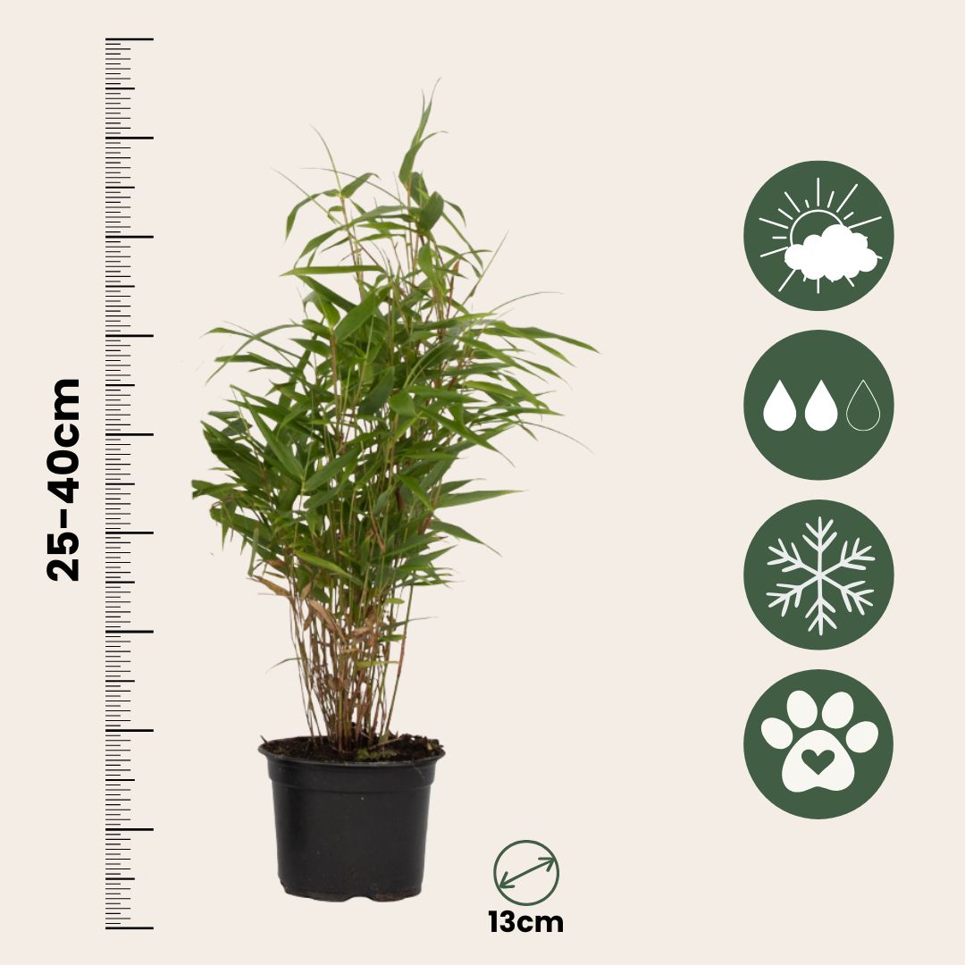 Bambú - 3 Pzs - Fargesia Rufa - Altura 25-40cm - ⌀13cm_2