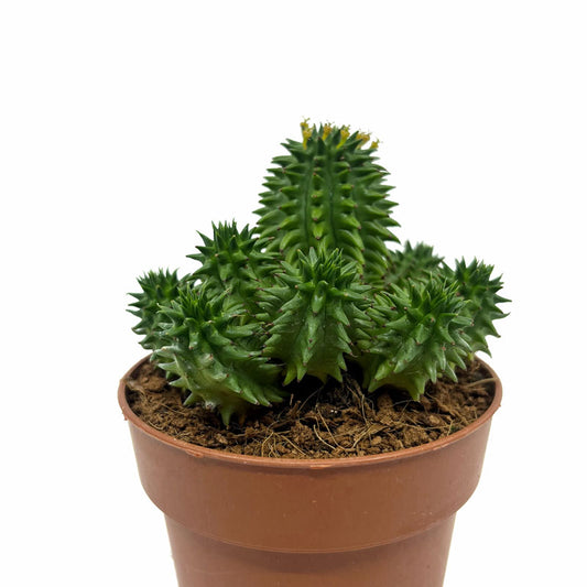 Euphorbia Suzannae Cactus Y Suculentas_0
