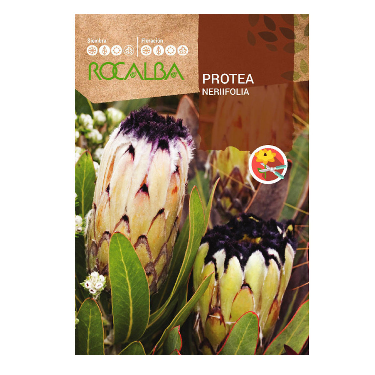 Sementes de Protea Nerifolia, Rocalba