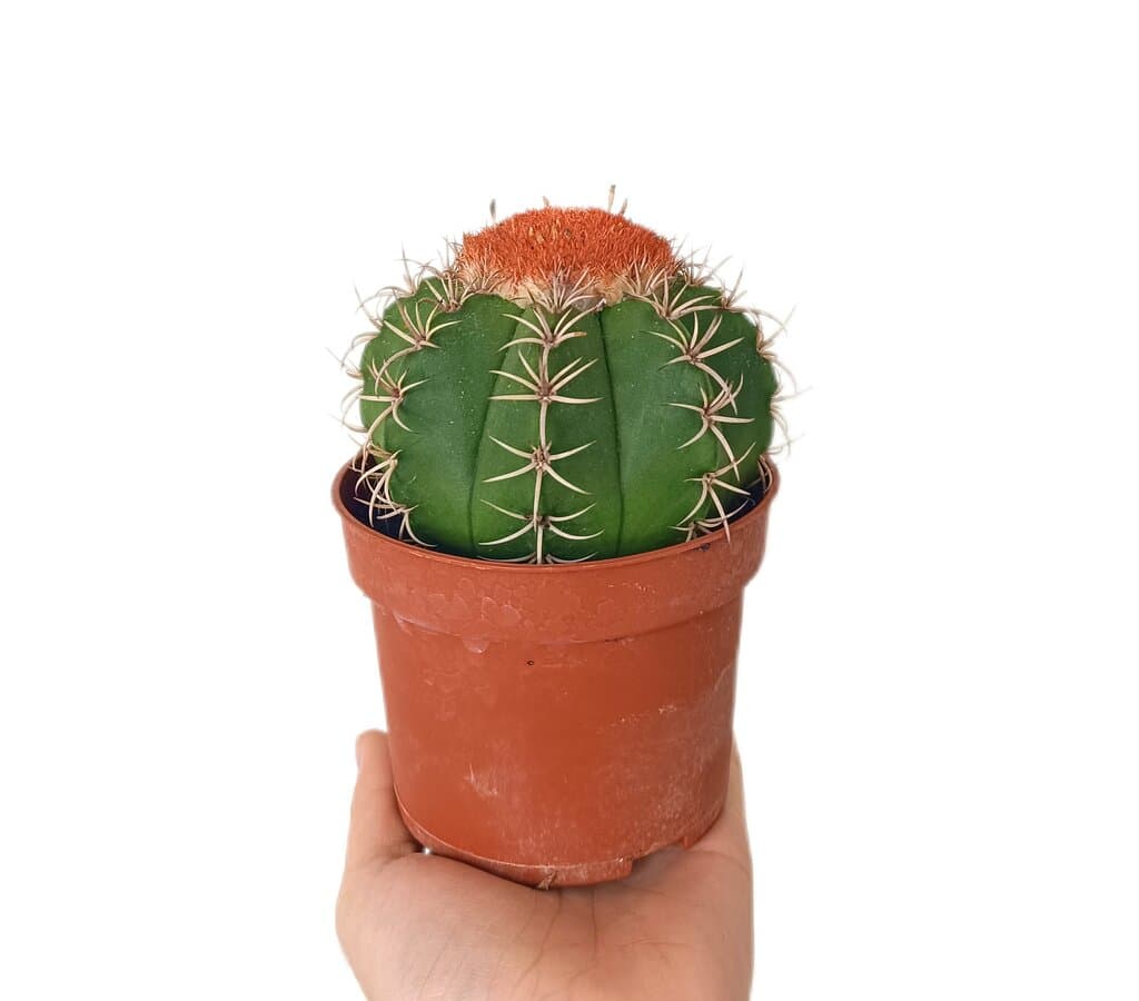 Melocactus Matanzanus M11_1