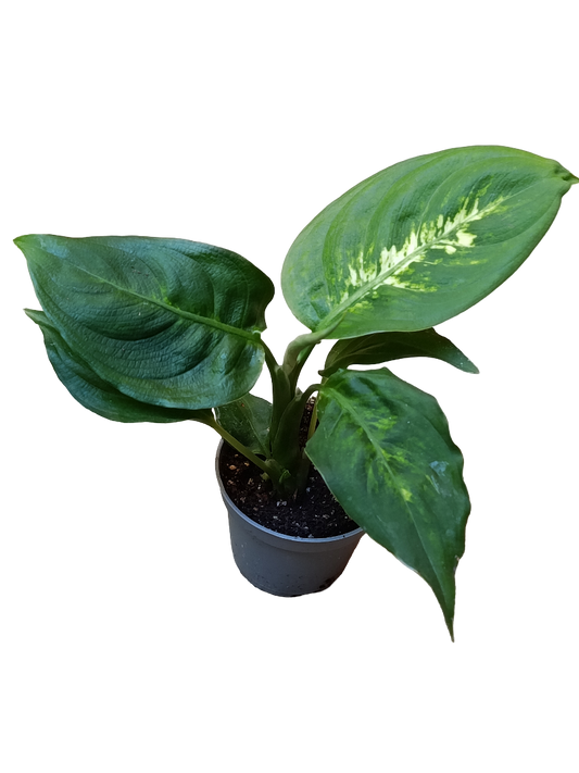 Mini Planta Dieffenbachia Camilla Para Interior Y Terrarios Ø6_0
