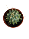 Ferocactus Glaucescens Inermis Cacto Planta Ø5 Cm