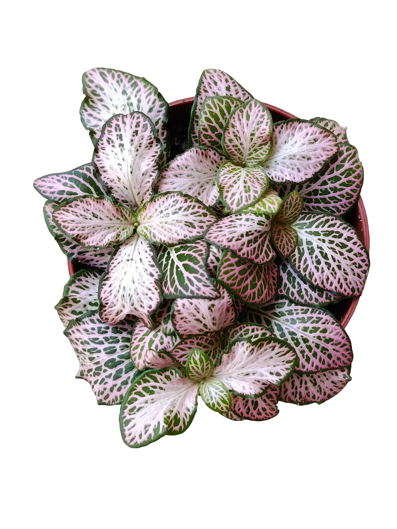 1 Planta Surtida Fittonia De Colores Ø8_3