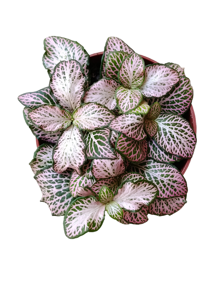 1 Planta Surtida Fittonia De Colores Ø8_3