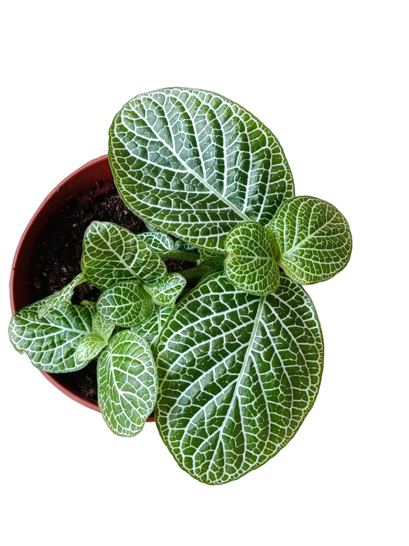 1 Planta Surtida Fittonia De Colores Ø8_4