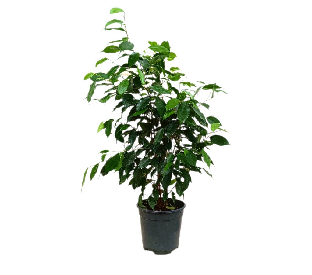 Ficus Benjamina Danielle M17 60-70cm_0