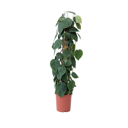 Filodendro - Philodendron Scandens - Altura 150-160cm - ⌀27cm_0