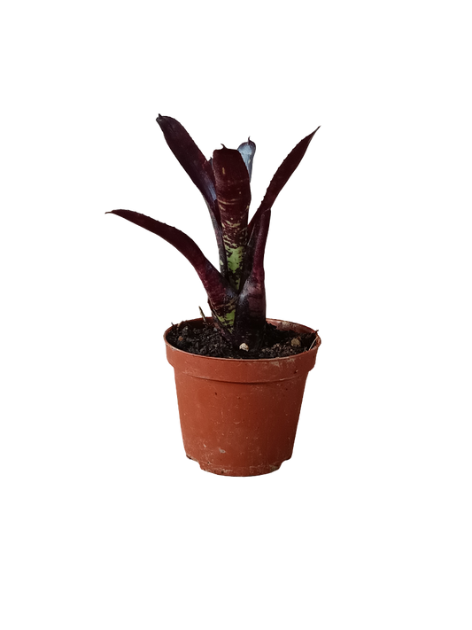 Neoregelia Dungsiana X Midnight Planta Bromelia Para Terrarios E Inteior_0