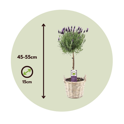 Árbol De Lavanda - Lavandula Stoechas 'anouk' - Altura 45-55cm - ⌀15cm_2
