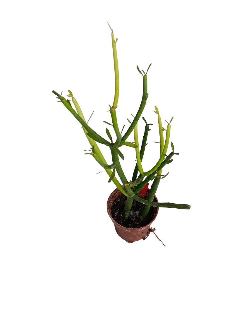 Euphorbia Tirucalli Stick Of Fire Planta Suculenta Ø5_0