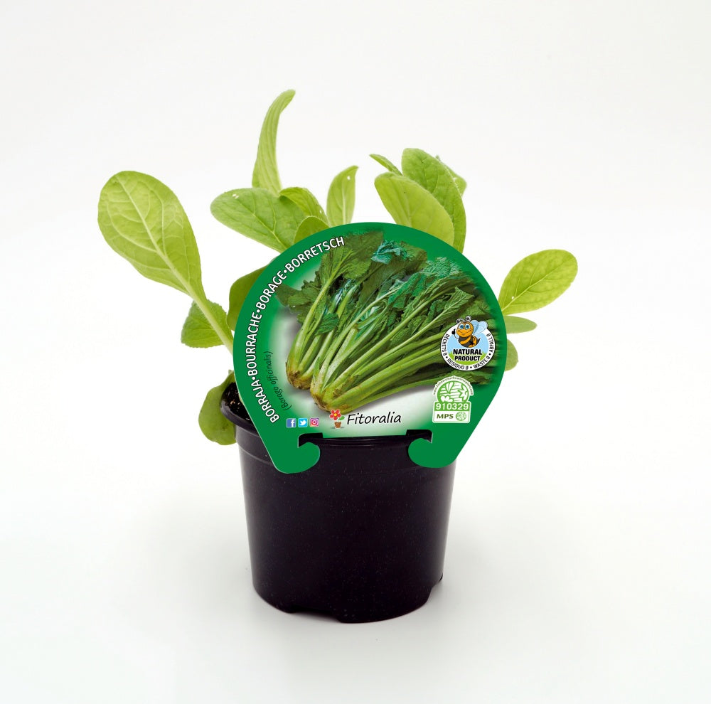 Plantón Borraja En Maceta 10,5 Cm. Natural - Fitoralia_0