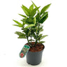 Aucuba J Crotonifolia (louro-manchado)
