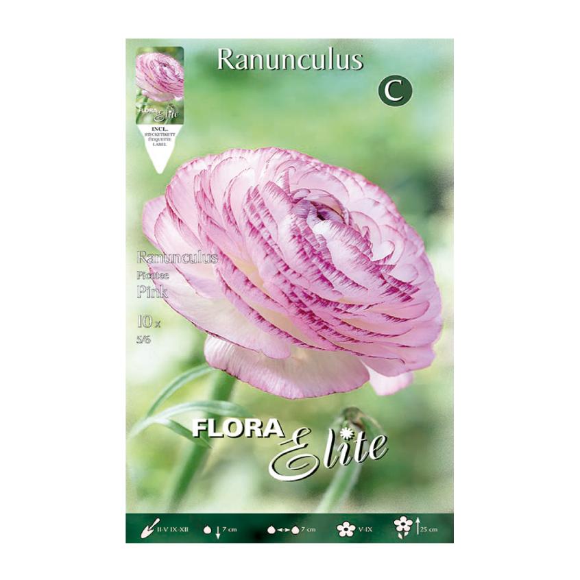 Elite Pink Ranunculus Bolbos 10 unidades