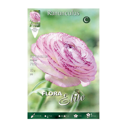 Elite Pink Ranunculus Bolbos 10 unidades