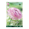 Bolbos de Ranúnculo Rosa 10 unidades