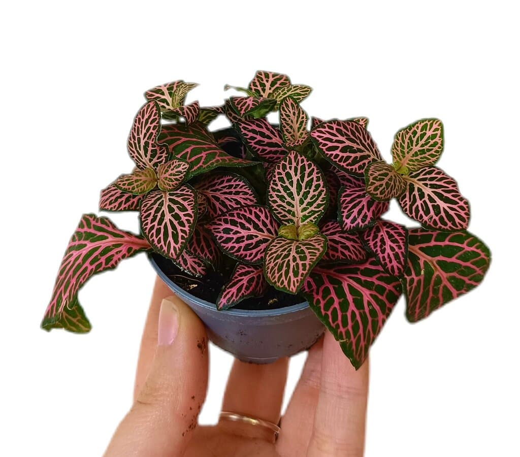 Fittonia Pink Specik M6_0