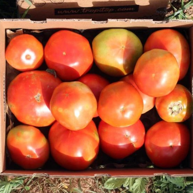 Tomates  Frescos Caja 4kg_1