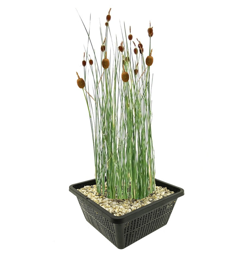 Espadaña Enana Planta Ribera Estanque - Resistente - Autóctona - 9 Uds_0
