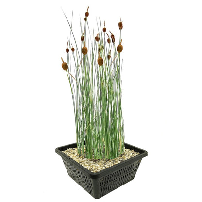 Espadaña Enana Planta Ribera Estanque - Resistente - Autóctona - 9 Uds_0
