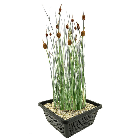 Espadaña Enana Planta Ribera Estanque - Resistente - Autóctona - 9 Uds_0