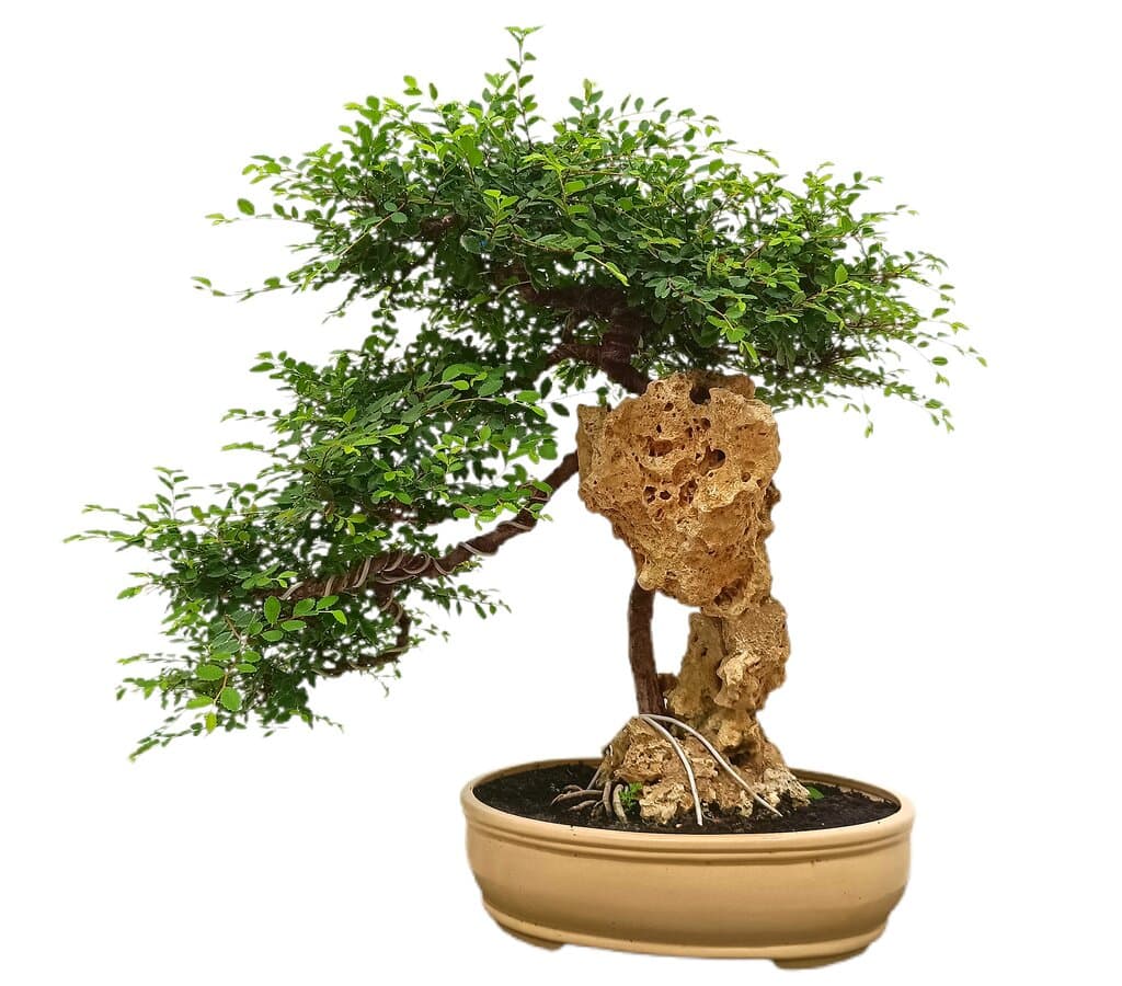 Bonsái Zelkova Parvifolia Roca 35 Años (olmo Japonés)_1