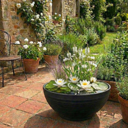 Mini Plantas Estanque Set Blanco - 4 Plantas Cesta Sustrato Abono_1