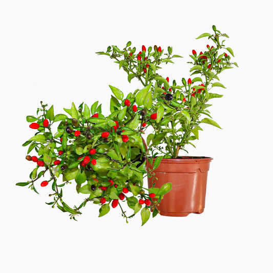 Maceta Guindilla Hot 10,5 Cm - Plantabo_0
