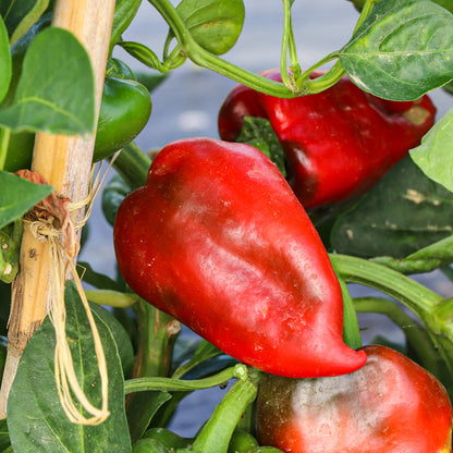 Plantón Pimiento Del Piquillo 6 Unidades - Plantabo_1
