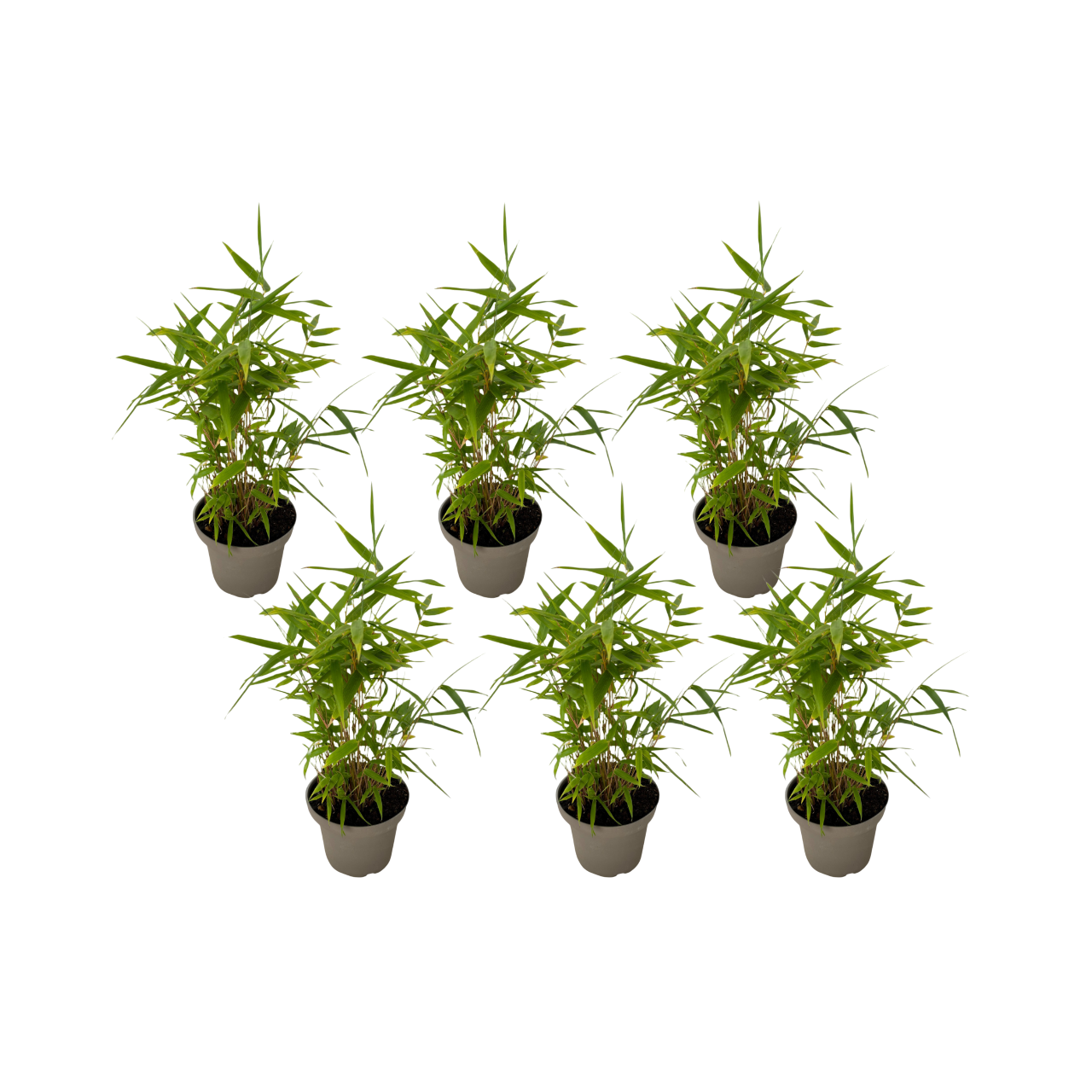 Bambú - 6 Piezas - Fargesia Nitida 'black Dragon' - Altura 25-40cm - ⌀14cm_0