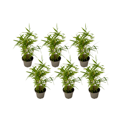 Bambú - 6 Piezas - Fargesia Nitida 'black Dragon' - Altura 25-40cm - ⌀14cm_0