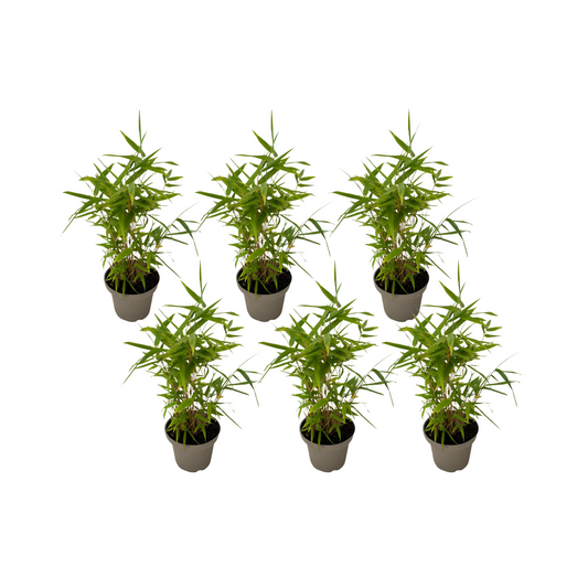 Bambú - 6 Piezas - Fargesia Nitida 'black Dragon' - Altura 25-40cm - ⌀14cm_0