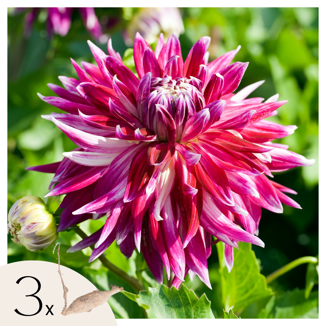 Tubérculos De Dalia - 3 Pzs - Dahlia 'vancouver' - Rosa_0