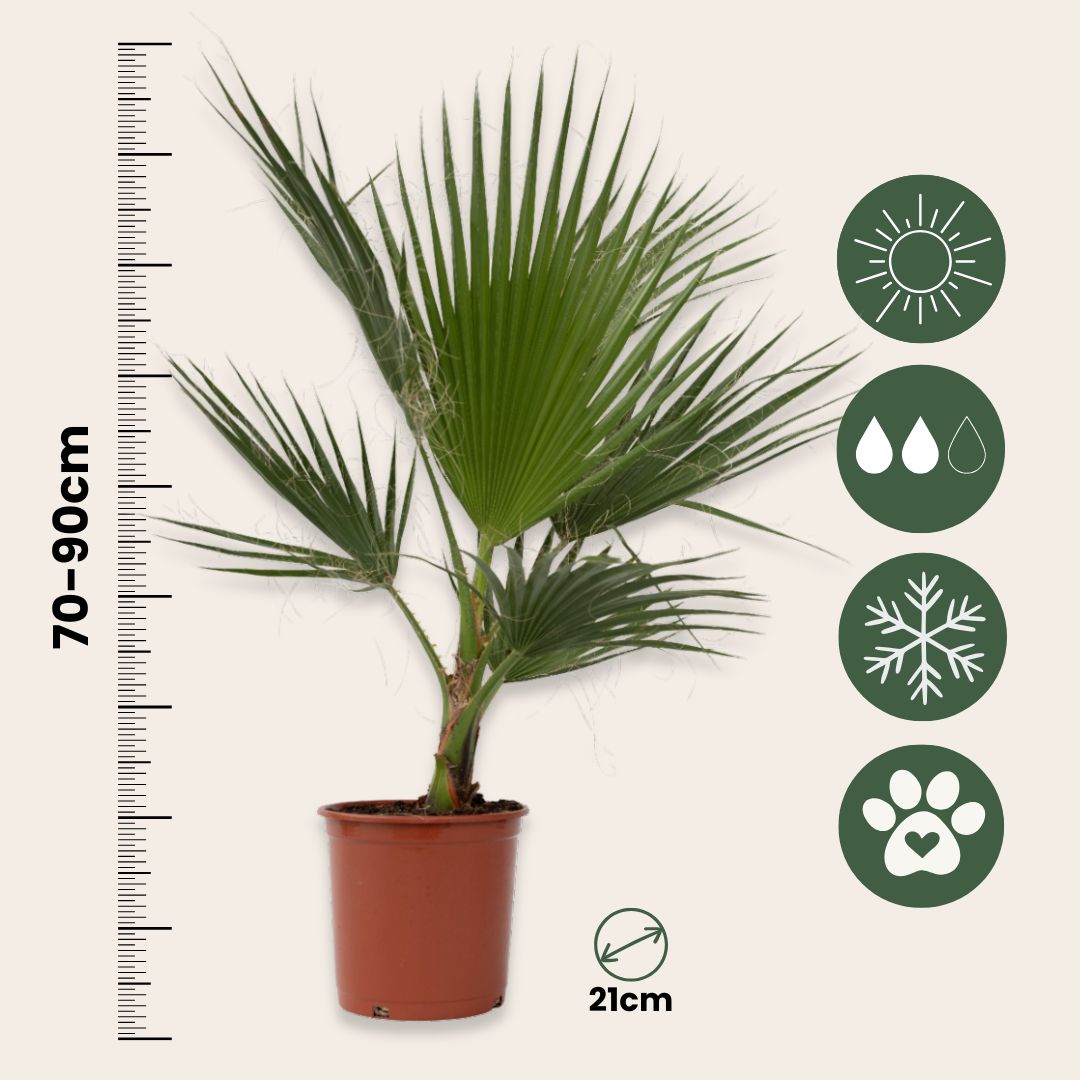 Palmera Mexicana - 2 Pzs - Washingtonia Robusta - Altura 70-90cm - ⌀21cm_2