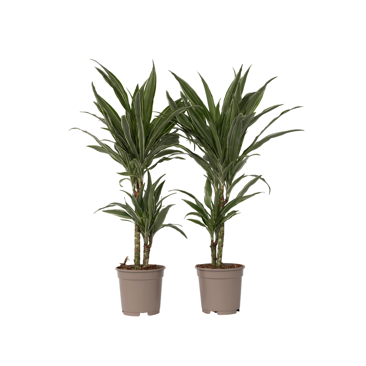 Drácena - 2 Pzs - Dracaena Deremensis 'warneckei' - Altura 60-70cm - ⌀17cm_0