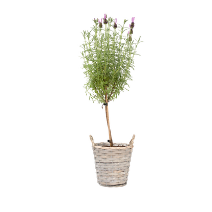 Árbol De Lavanda - Lavandula Stoechas 'anouk' - Altura 45-55cm - ⌀15cm_0