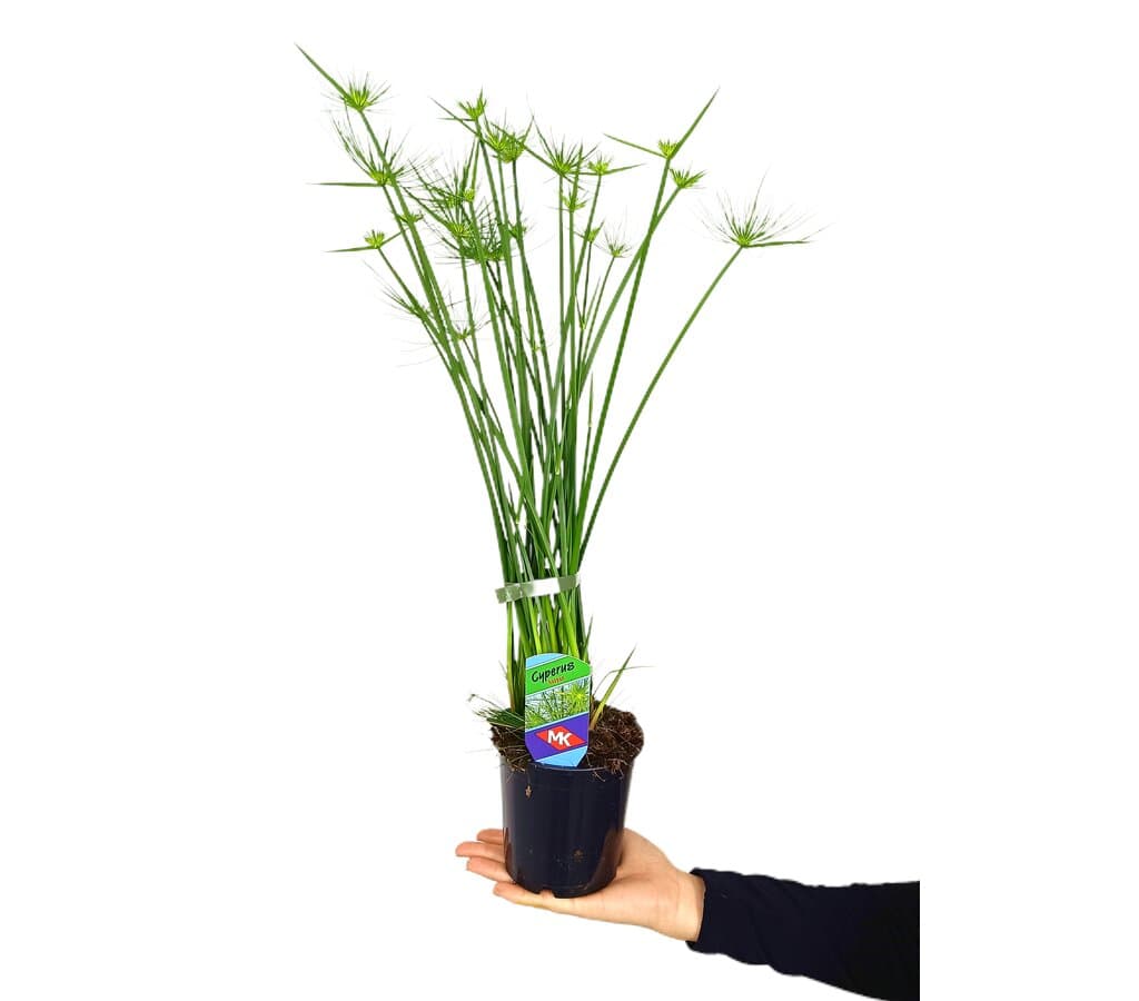 Cyperus Haspan M12 35cm_0