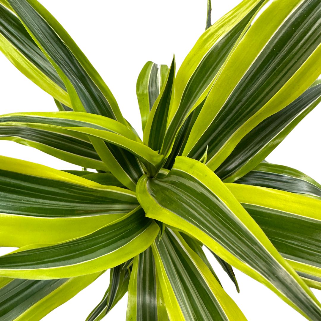 Dracena Lemon Lime 2 Troncos M17: La Planta Perfecta Para Ambientes Luminosos_1