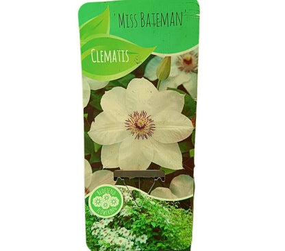 Clematis Miss Bateman M14_0