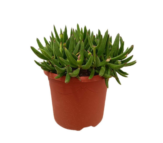 Cotyledon Orbiculata M25_0