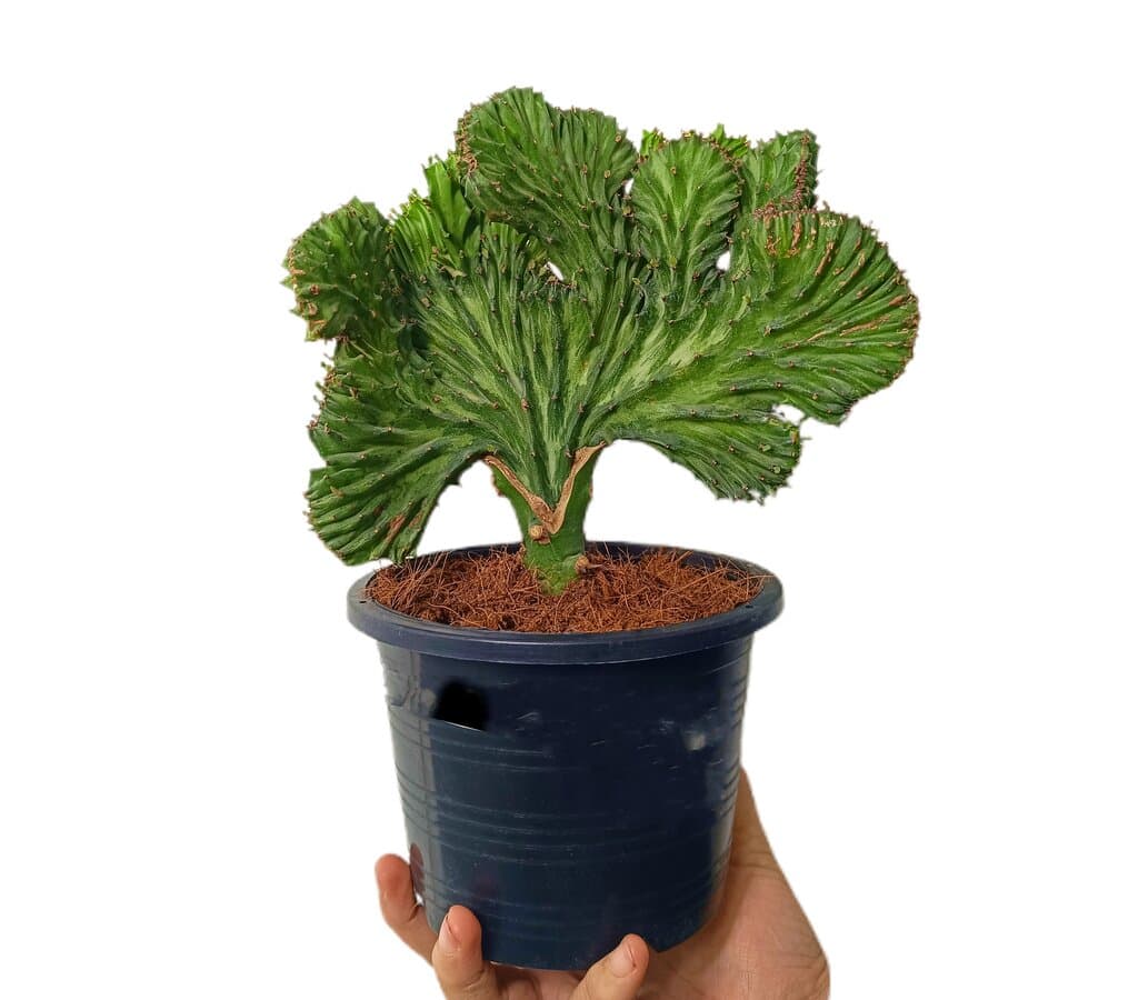Euphorbia Lactea Cristata M15_0