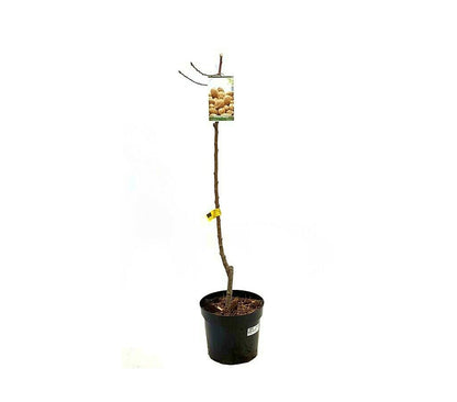 Árbol Frutal Almendro Guara M25 100cm-150cm Para Exterior_0