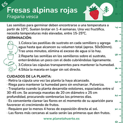 Kit de autocultivo de morangos vermelhos alpinos Planeta Huerto